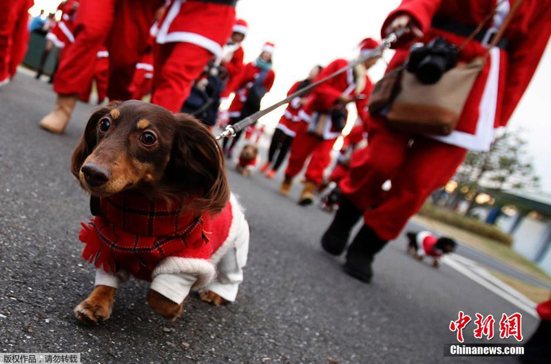 A Tokyo, une course de Pères Noël pour la bonne cause