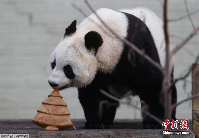 Des gâteaux de Noël pour le panda Tian Tian