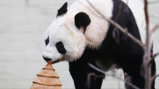 Des gâteaux de Noël pour le panda Tian Tian