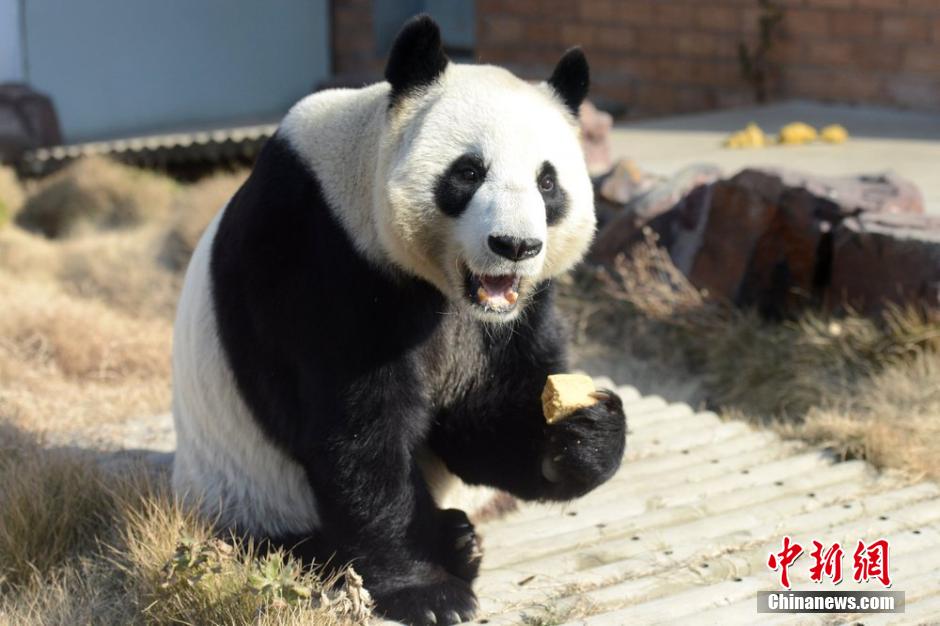 Un panda enchante les spectateurs en transformant un bambou en flûte