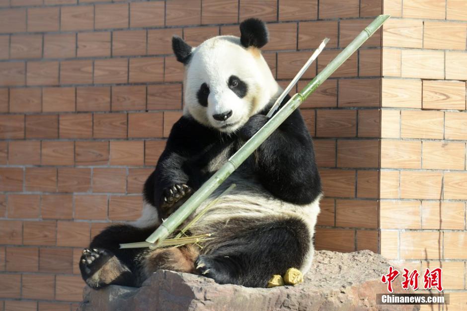 Un panda enchante les spectateurs en transformant un bambou en flûte