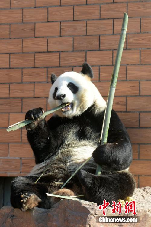 Un panda enchante les spectateurs en transformant un bambou en flûte
