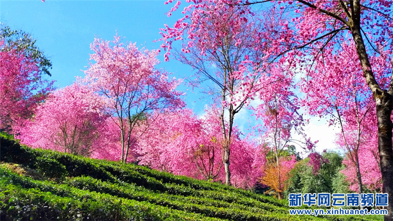 Yunnan : les cerisiers en fleurs de Nanjian