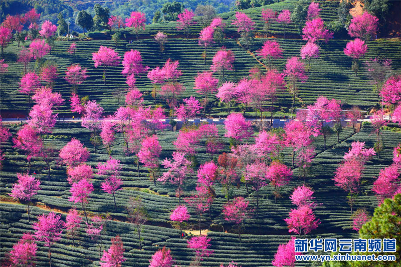 Yunnan : les cerisiers en fleurs de Nanjian