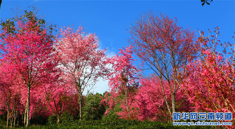 Yunnan : les cerisiers en fleurs de Nanjian