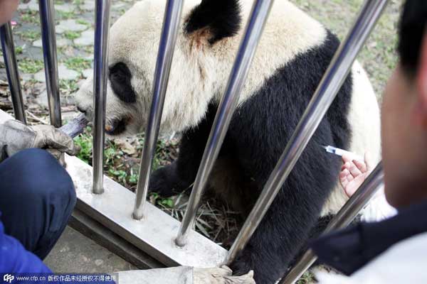 Diagnostic de maladie infectieuse grave pour trois autres pandas géants