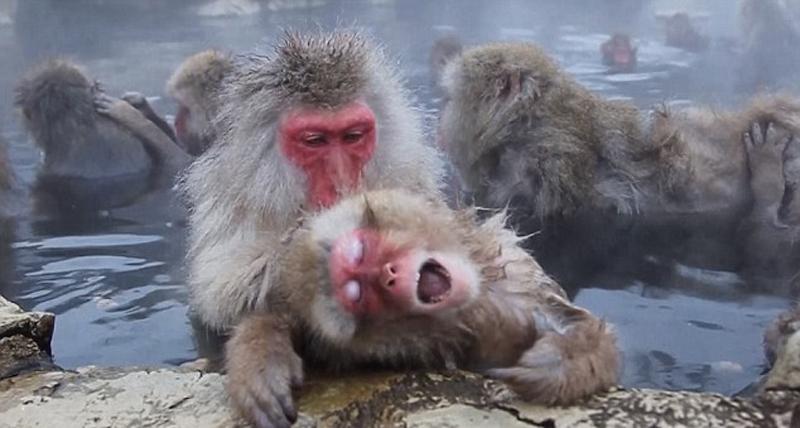 Japon : des singes se baignent dans une source chaude