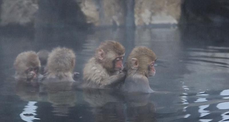 Japon : des singes se baignent dans une source chaude