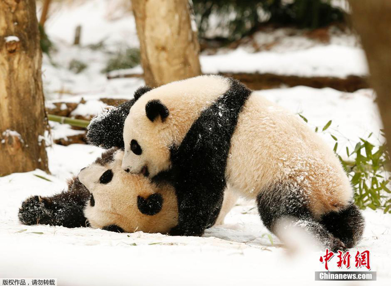 Washington : les pandas du zoo s&apos;amusent dans la neige