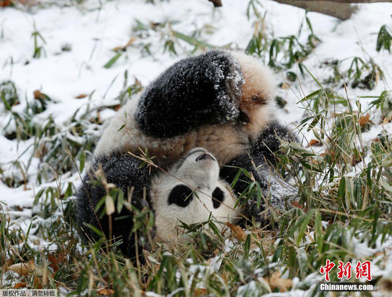 Washington : les pandas du zoo s&apos;amusent dans la neige