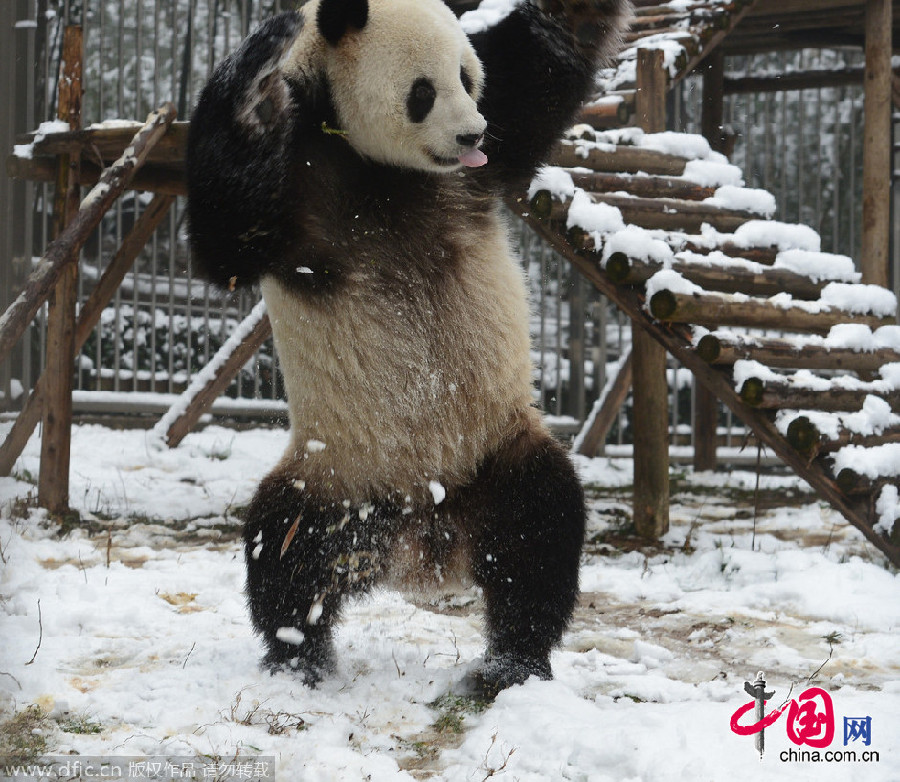 Wuhan : le panda qui dansait dans la neige !