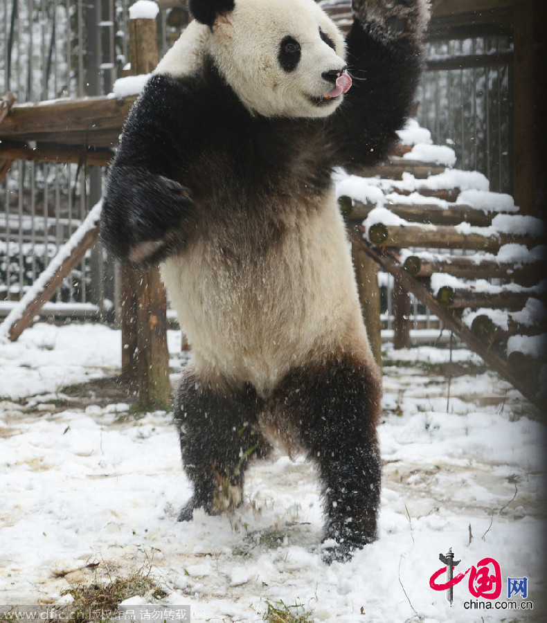 Wuhan : le panda qui dansait dans la neige !