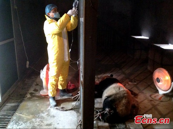 Un vétérinaire est en train de traiter un panda suspecté d'avoir contraté le virus de la rougeole au centre de sauvetage et d'élevage des animaux rares à Xi'an.