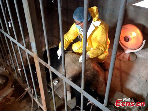 Un vétérinaire est en train de traiter un panda suspecté d'avoir contraté le virus de la rougeole au centre de sauvetage et d'élevage des animaux rares à Xi'an.