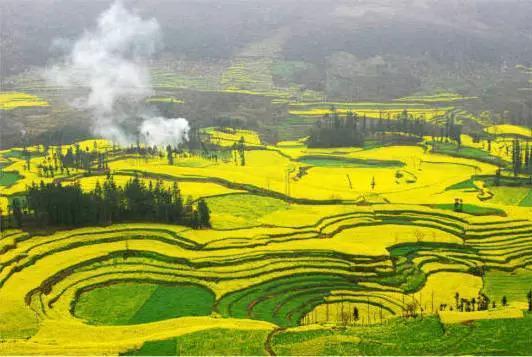 Le xian de Luoping, dépendant de la ville Qujing dans la province du Yunnan est une base de production de colza et de miel ainsi que celle de la reproduction des abeilles au printemps.