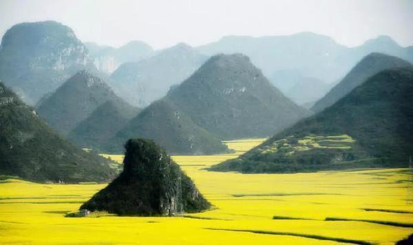 Yunnan : plus de 13 000 hectares de fleurs de colza font de Luoping une mer de fleurs