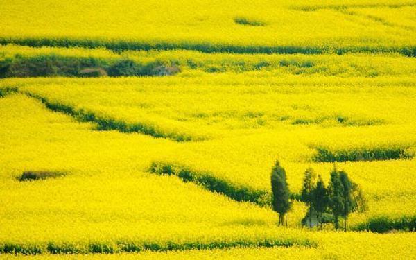 Yunnan : plus de 13 000 hectares de fleurs de colza font de Luoping une mer de fleurs