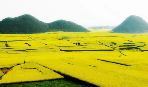 Yunnan : plus de 13 000 hectares de fleurs de colza font de Luoping une mer de fleurs