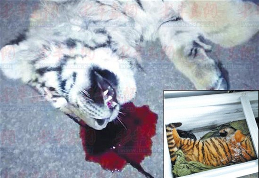 Chute mortelle d'un tigre gardé illégalement dans une tour d'habitation