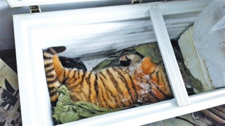 Chute mortelle d'un tigre gardé illégalement dans une tour d'habitation
