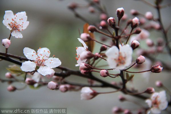 Floraisons hâtives : Les meilleurs moments pour admirer les fleurs printanières à Beijing