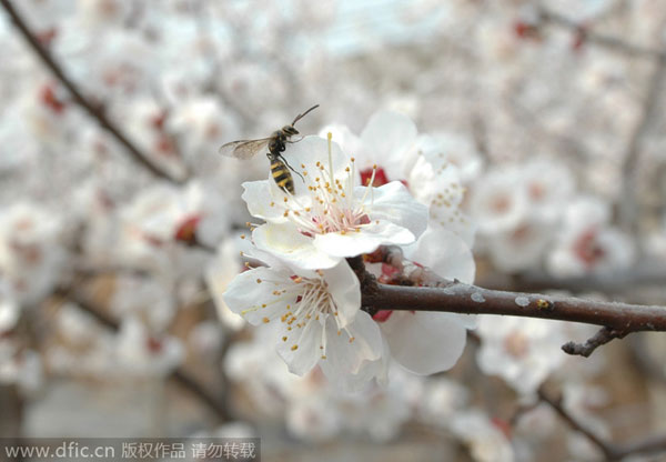 Floraisons hâtives : Les meilleurs moments pour admirer les fleurs printanières à Beijing