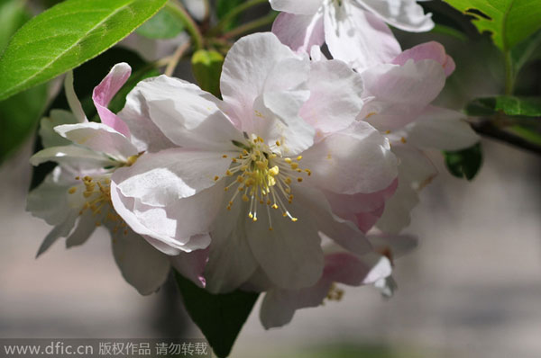 Floraisons hâtives : Les meilleurs moments pour admirer les fleurs printanières à Beijing