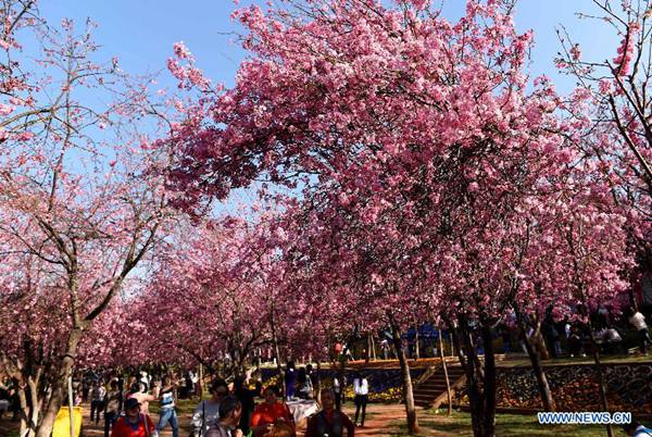 Des visiteurs admirent les cerisiers en fleurs dans un parc de Kunming, capitale de la province du Yunnan, en Chine du Sud Ouest, le 1er mars 2015. La floraison des cerisiers est à son apogée à Kunming. [Photo/Xinhua]