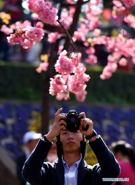 Chine : des visiteurs admirent les cerisiers en fleurs dans un parc du Yunnan 
