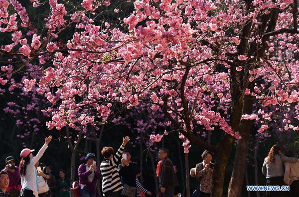 Chine : des visiteurs admirent les cerisiers en fleurs dans un parc du Yunnan 