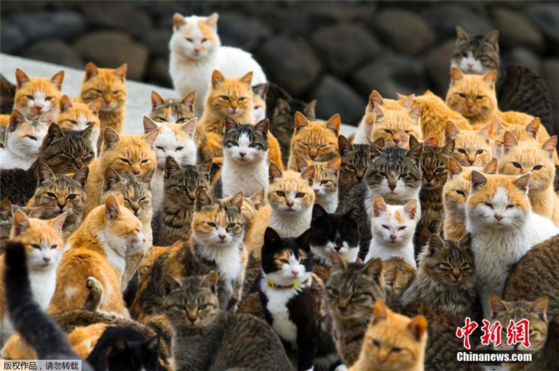 Photos : l'île aux chats au Japon