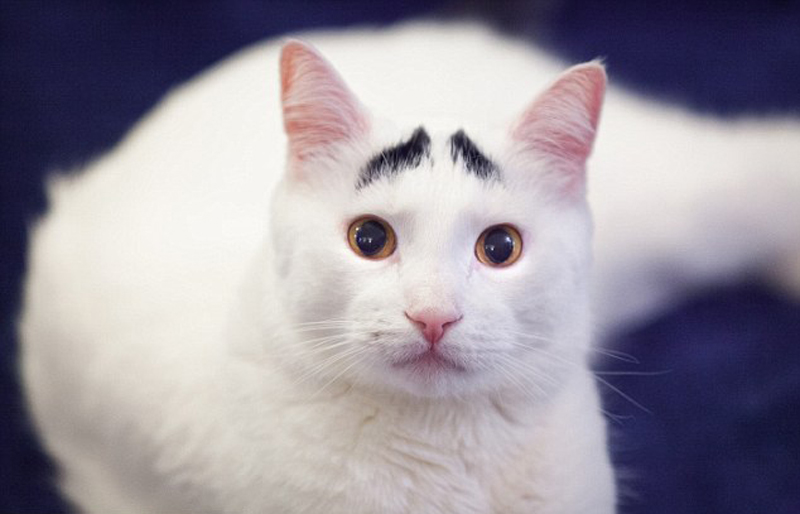 Sam, le chat blanc aux sourcils noirs
