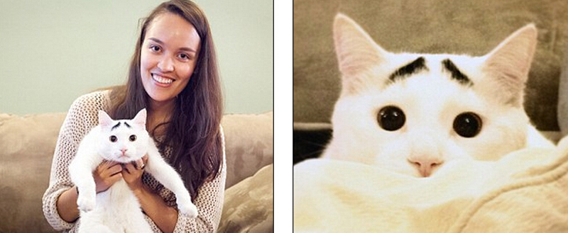 Sam, le chat blanc aux sourcils noirs