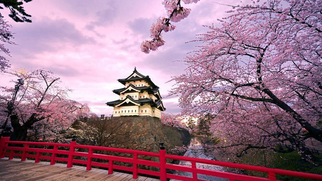Japon : les cerisiers sont en fleurs !