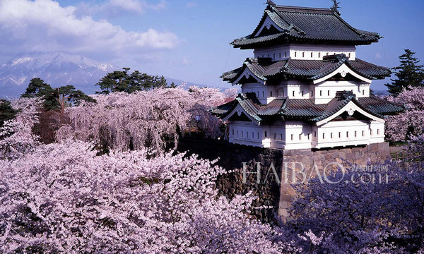 Japon : les cerisiers sont en fleurs !