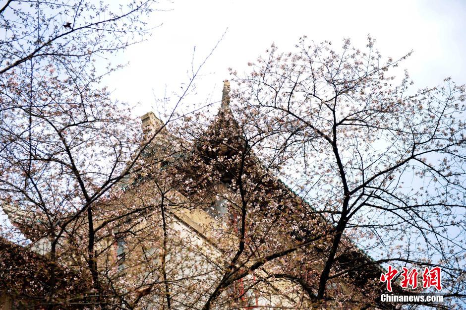 Sur le campus de l'Université de Wuhan, si les cerisiers du Japon ont seulement commencé à fleurir, les touristes se hâtent déjà de photographier les boutons sur les arbres.