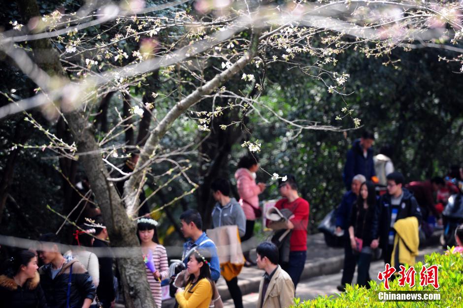 En ce début de mois de mars, les visiteurs affluent à l'Université de Wuhan, dans la province du Hubei (sud), pour admirer les cerisiers en fleurs. Photo prise le 16 mars.