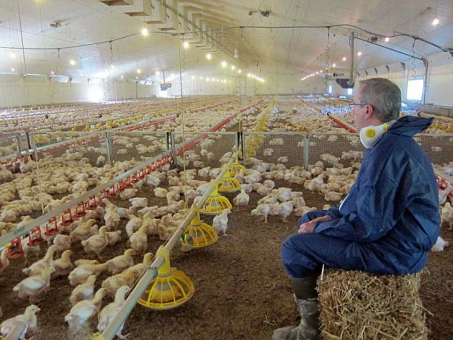 35 jours, c'est l'espérance de vie des poulets de KFC