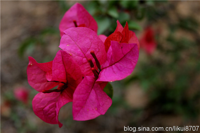 Xiamen : une mer de bougainvilliers