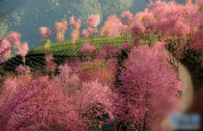 Yunnan : les paysages du Lorax en vrai !