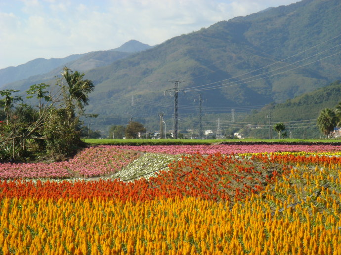 Taiwan, un paradis fleuri en plein hiver