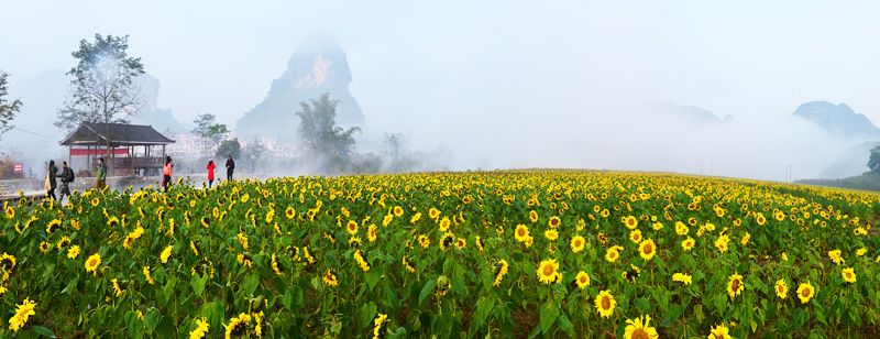 Chaque année, de novembre à la fin décembre, les tournesols fleurissent sur plus de 60 hectares dans le xian de Debao au Guangxi. 