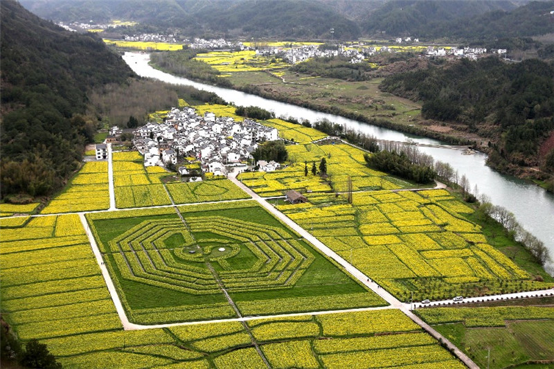 Un champ de fleurs de colza qui forme une figure géante géométrique à huit côtés, le symbole « tai chi ba gua », couramment utilisé dans le feng shui, dans le comté de Xiuning, à Huangshan, dans la province de l'Anhui, le 24 mars 2015.