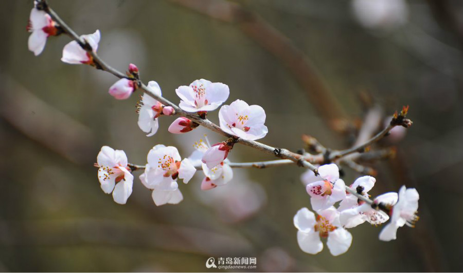 Beijing : cinq parcs pour admirer les abricotiers en fleurs