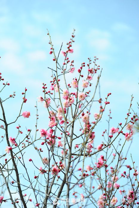 Beijing : cinq parcs pour admirer les abricotiers en fleurs