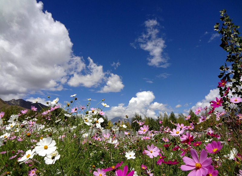 Shangri-la : les fleurs gesang, gardiennes de la montagne