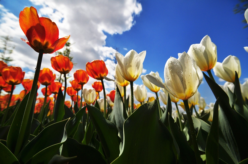 Le soleil brille, les tulipes embaument l'air… on se croirait presque aux Pays-Bas.