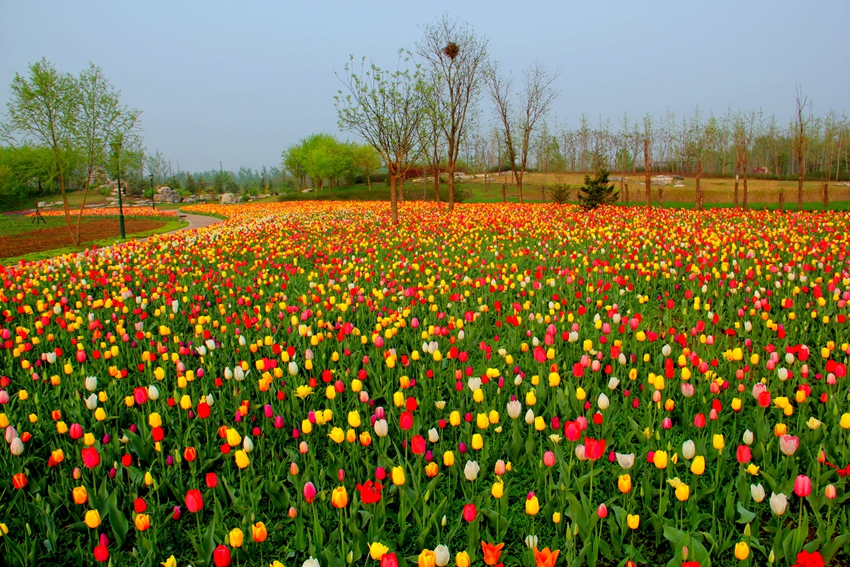Beijing : ne ratez pas la floraison des tulipes en avril !
