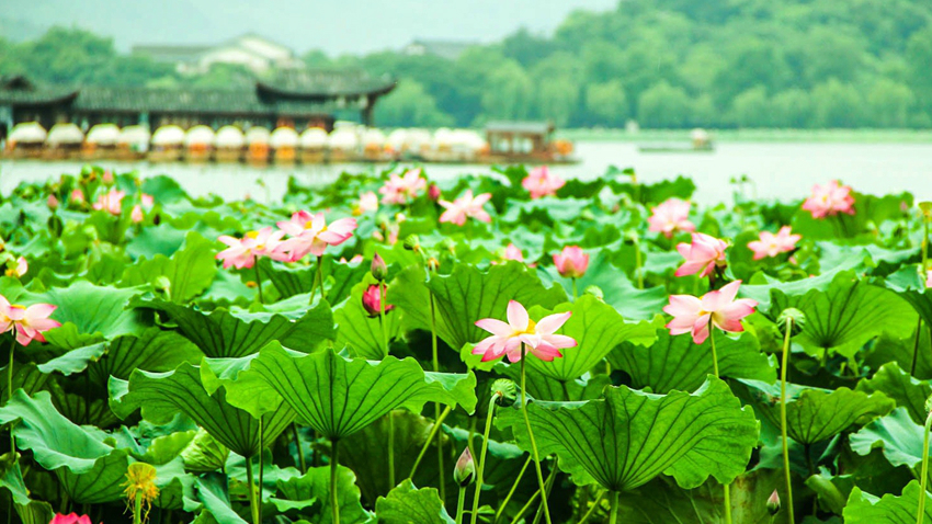 Hangzhou : les lotus sur le lac de l'Ouest