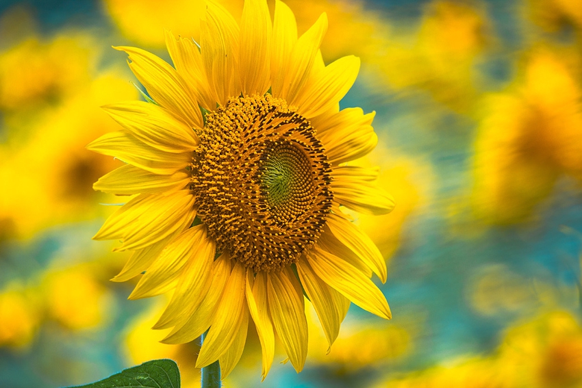 Une mer de tournesols en plein cœur de Beijing